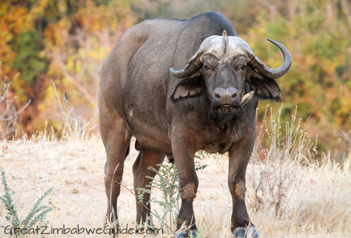 Mana Pools buffalo 1