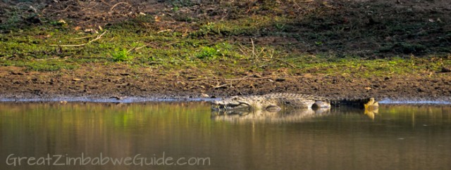 Mana Pools crocodile