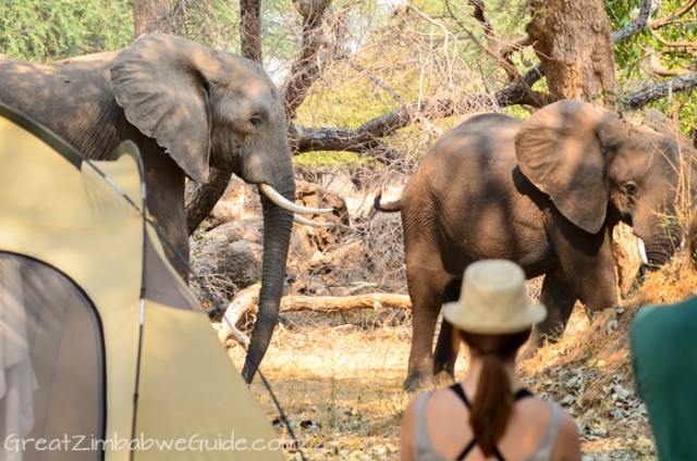 Mana Pools elephant 3