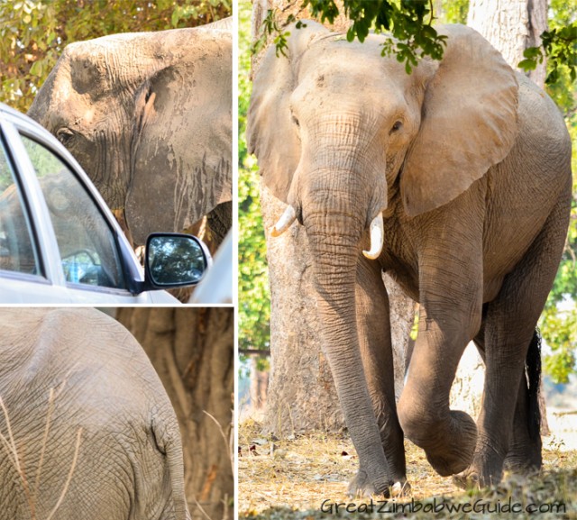 Mana Pools elephant 4