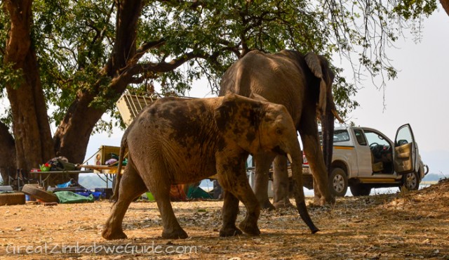 Mana Pools elephant 5