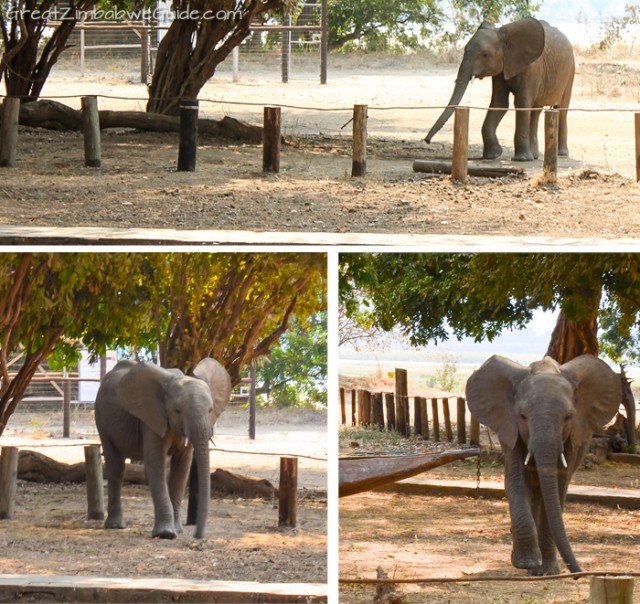 Mana Pools elephant baby