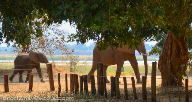 Mana Pools elephant couple