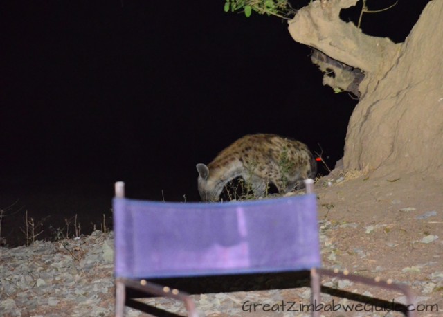 Mana Pools hyena 1