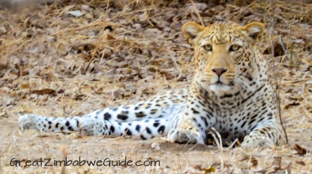 Mana Pools leopard