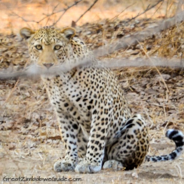 Mana Pools leopard sitting