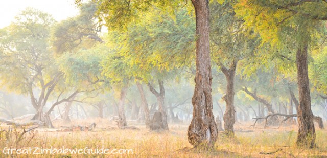 Mana Pools mist 3