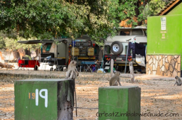 Mana Pools monkeys 2