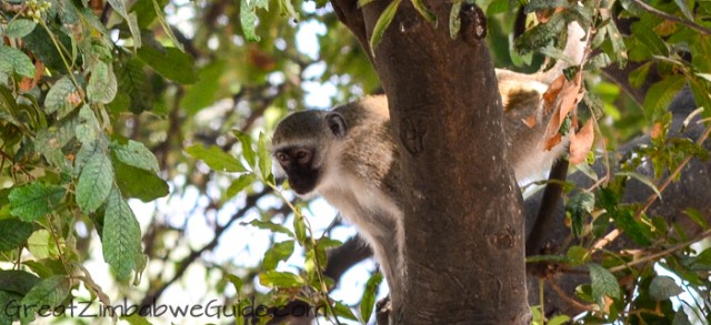 Mana Pools monkeys 3