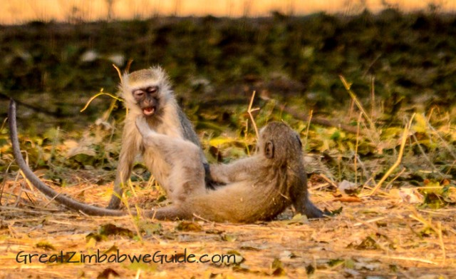 Mana Pools monkeys