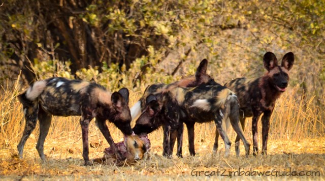 Mana Pools wild dogs 1