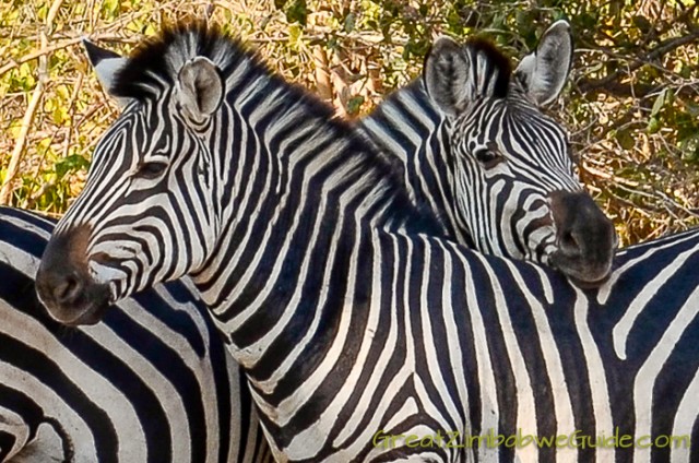 Mana Pools zebra 1