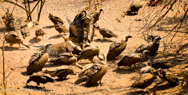 Victoria Falls Vulture Restaurant-0572-2