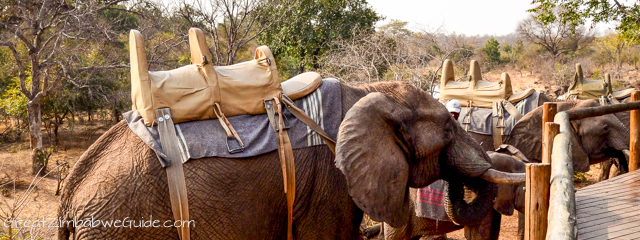 Wild Horizons elephant safari-1-6