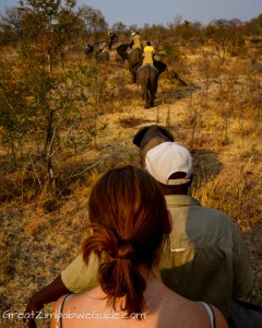 Wild Horizons elephant safari-3