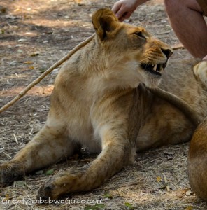 Wild Horizons lion encounter-0463