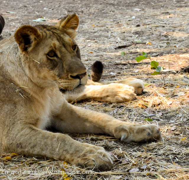 Wild Horizons lion encounter-0536