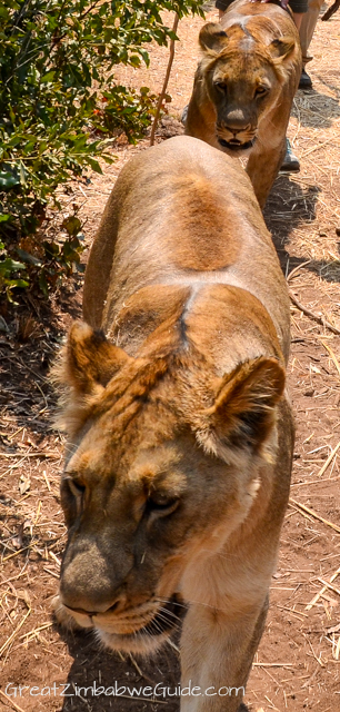 Wild Horizons lion encounter-0545