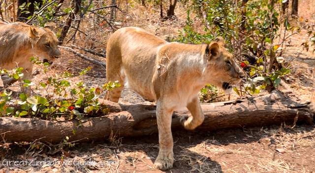 Wild Horizons lion encounter-0549