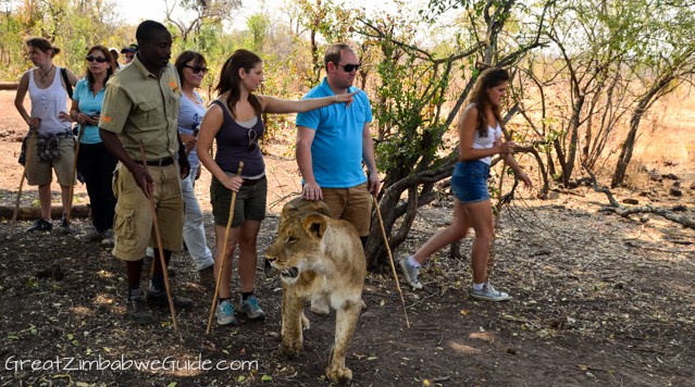 Wild Horizons lion encounter-0565