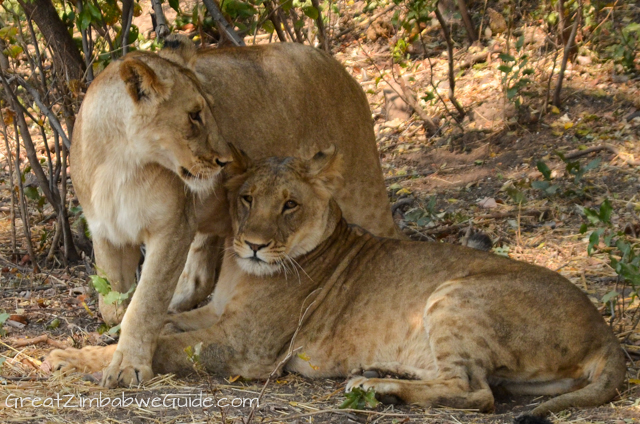 Wild Horizons lion encounter-1