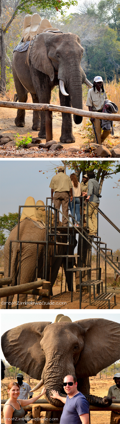 wild horizons elephant safari 123