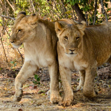 Our lion encounter 2013: A unique conservation programme