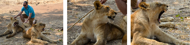 wild horizons lion encounter 001