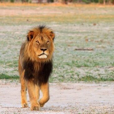 8 things you should know about Cecil the Lion