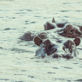 Hippo Zimbabwe