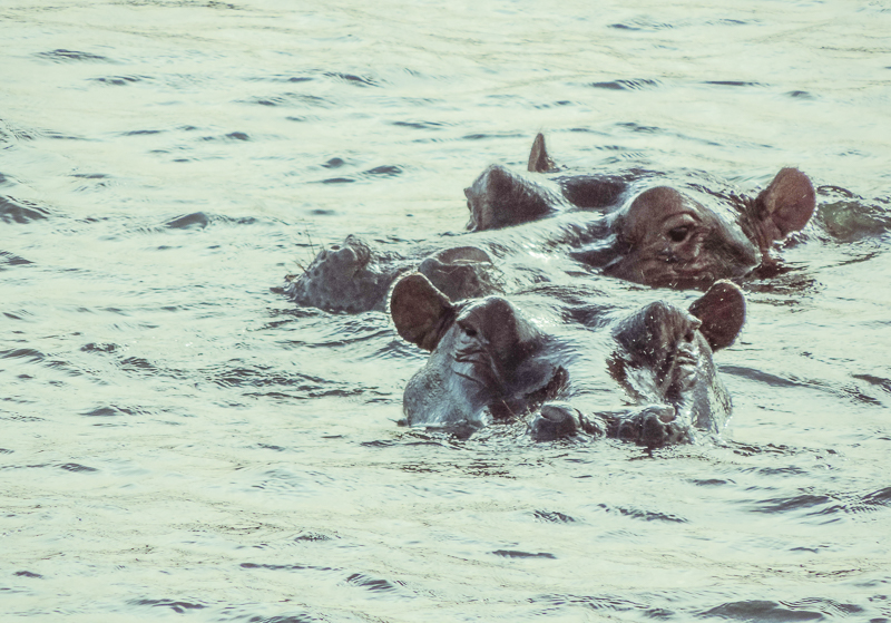 Hippo Zimbabwe