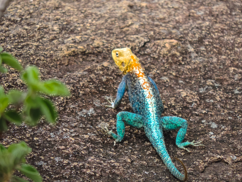 Rock lizard Zimbabwe