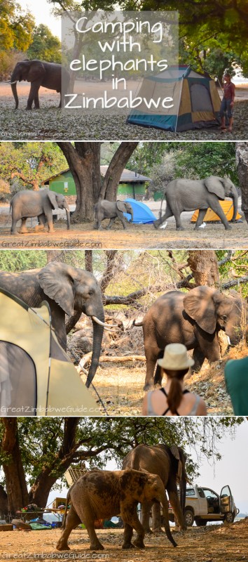 Camping with elephants in Zimbabwe