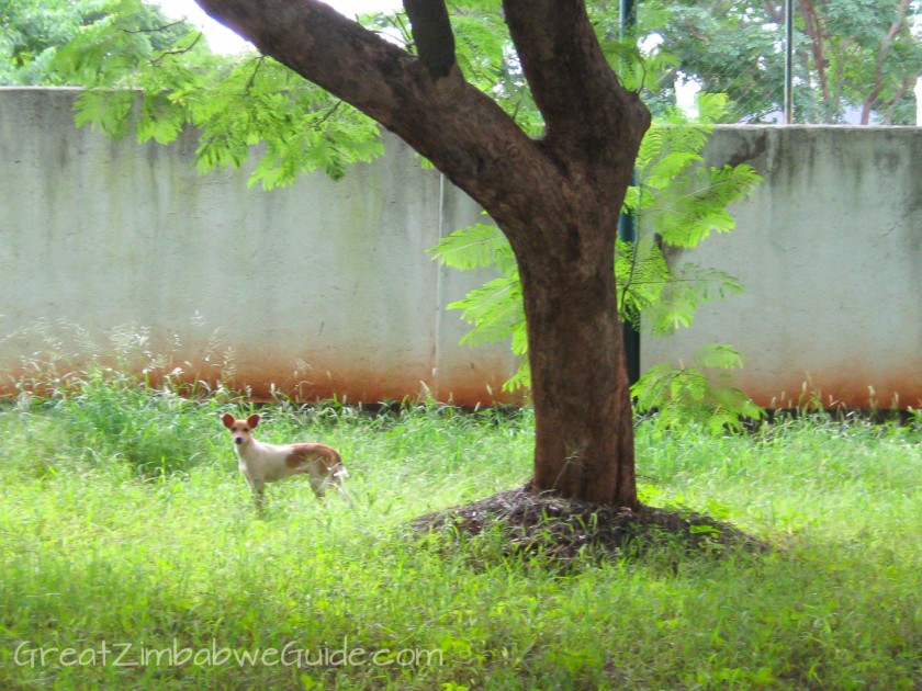 Great Zimbabwe Guide 2008 Dog Stray