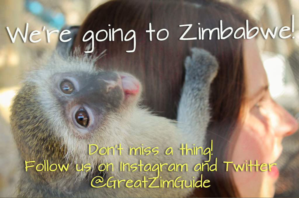 Zimbabwe Travel Updates Instagram Monkey