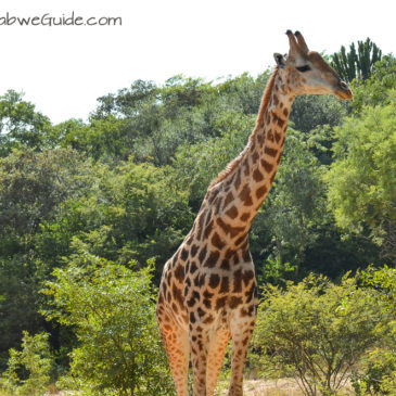 Mbizi Game Park: A relaxing bush location close to Harare Airport