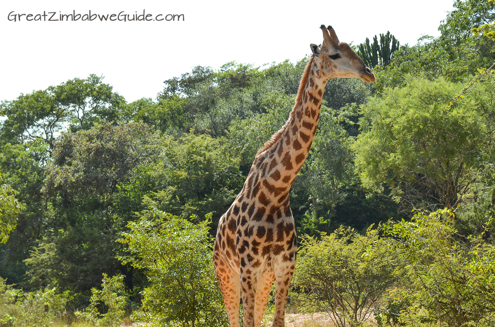 Mbizi Game Park Zimbabwe wildlife