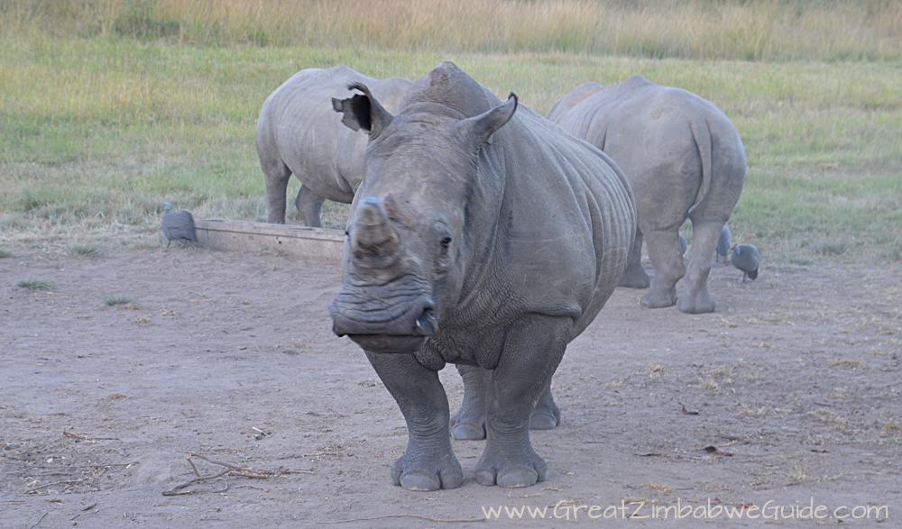 Great Zimbabwe Guide Rhino
