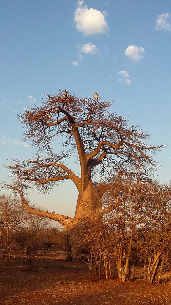 Big baobab tree Zimbabwe Africa