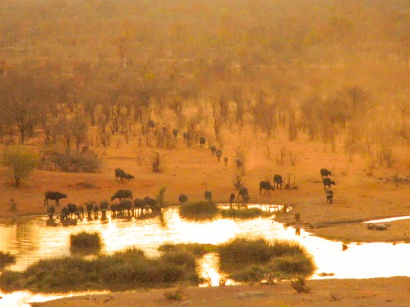 Waterhole Africa Sunset