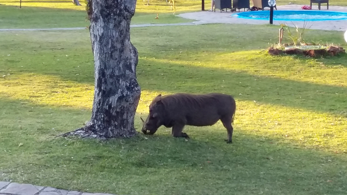 Warthog in Victoria Falls, Zimbabwe, Africa