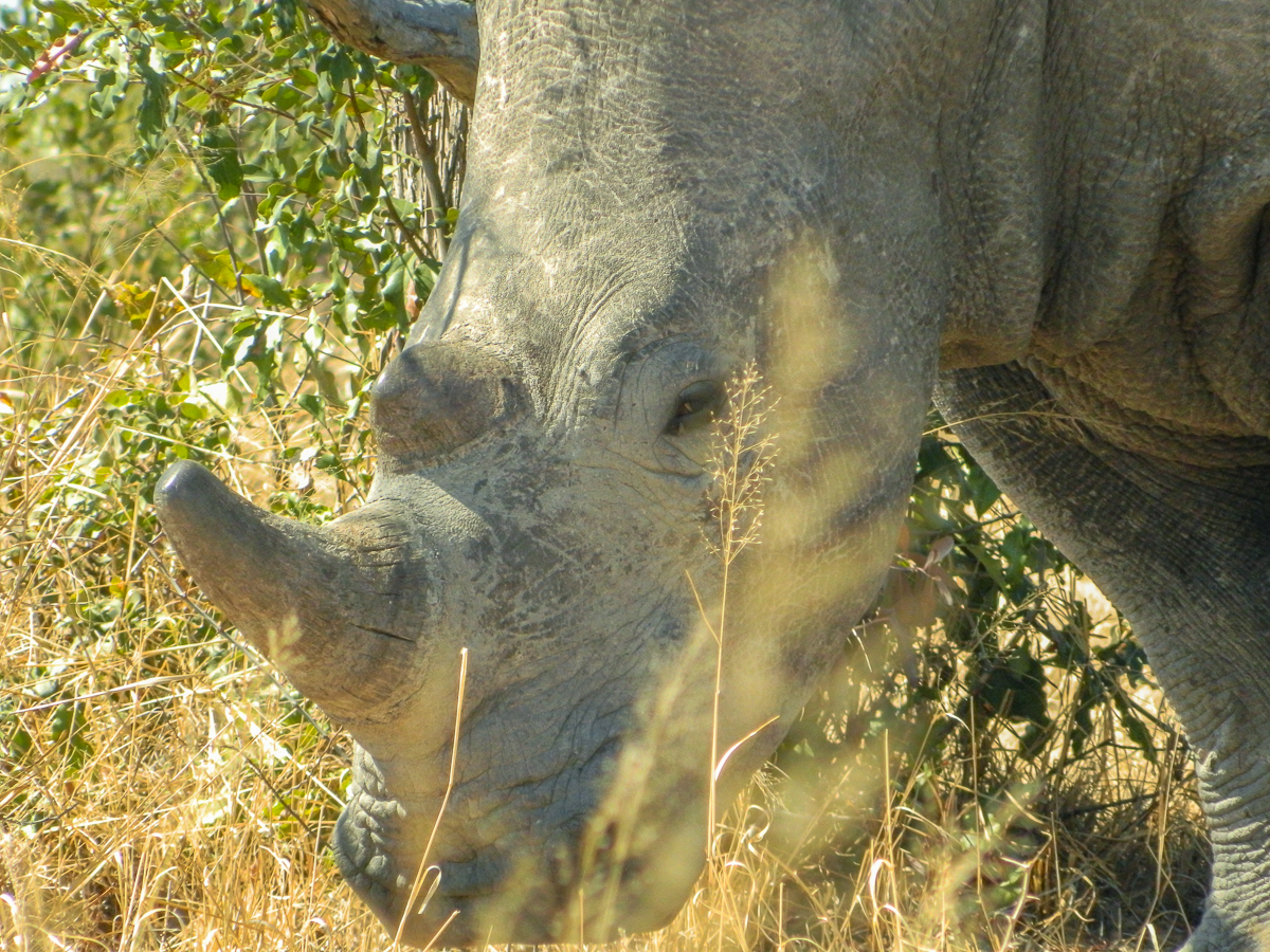 Rhino Matobo National Park Zimbabwe Rock formations