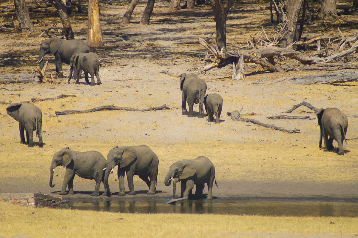 Hwange elephants lodge