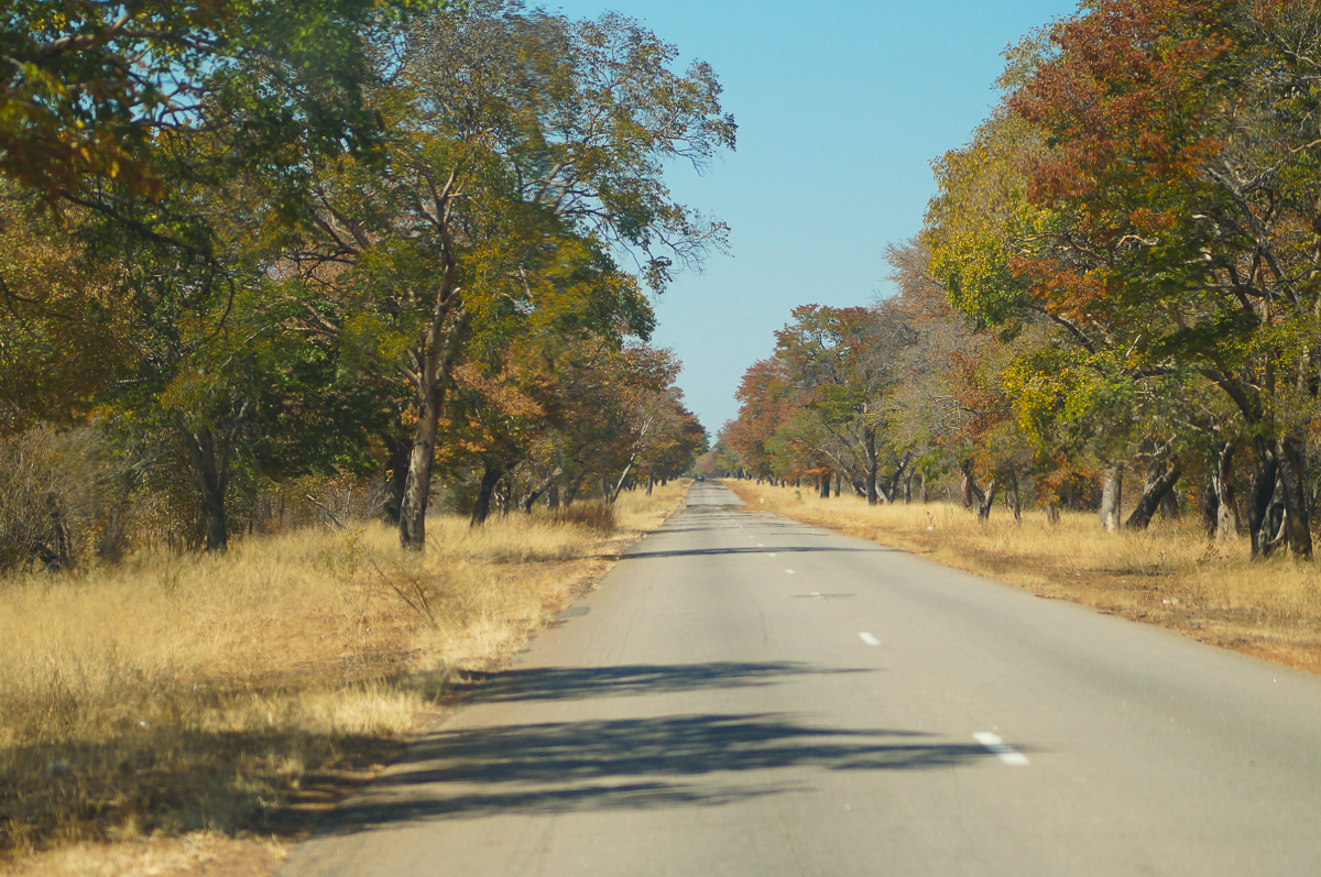 Zimbabwe safari