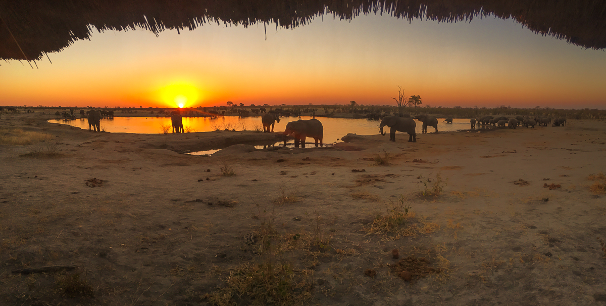 water hole africa