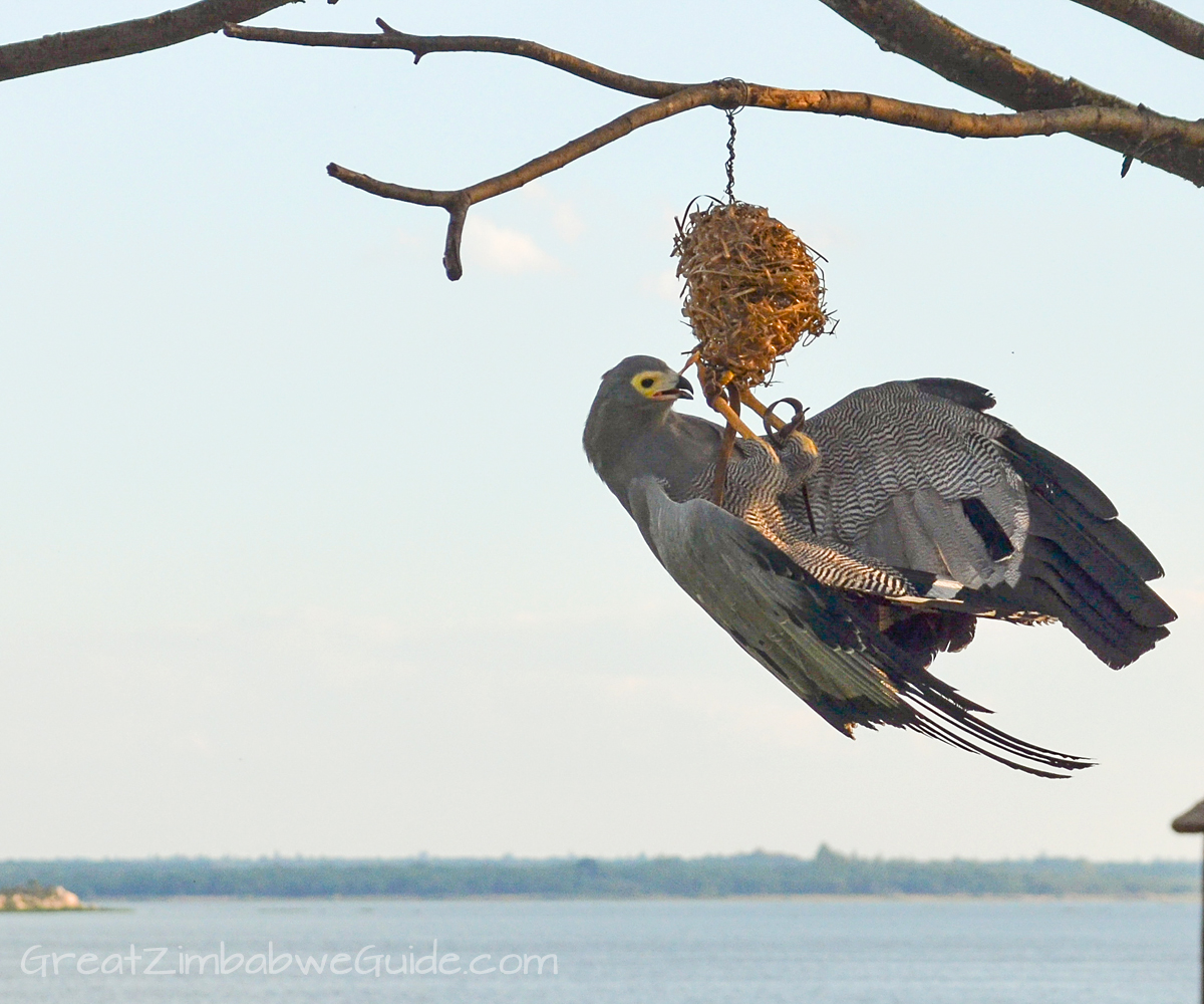 Bird Park Harare Zimbabwe Activities Lake