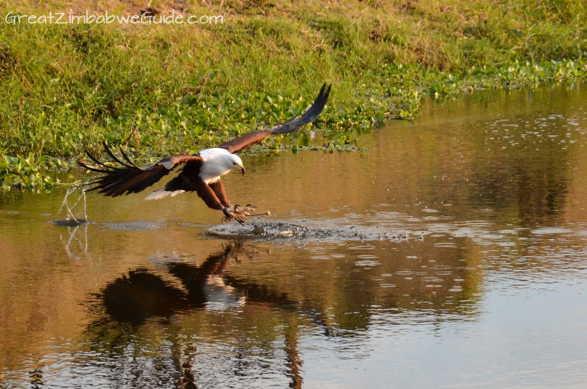 Bird Park Harare Zimbabwe Activities eagle