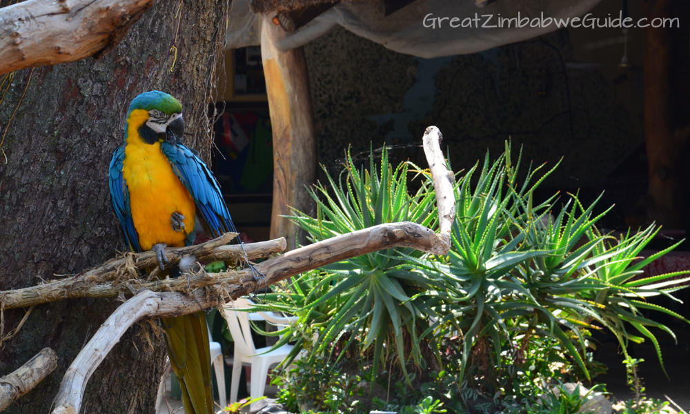 Bird Park Harare Zimbabwe Family Day