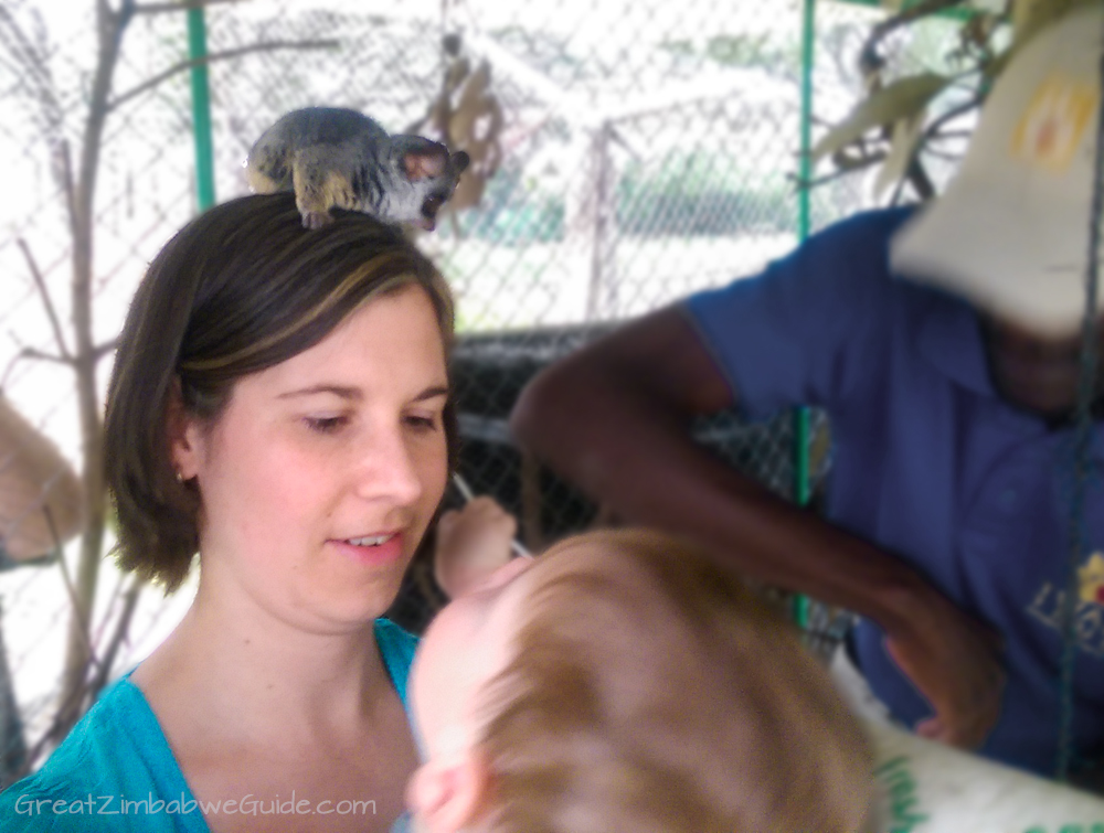 Twala Trust Bushbaby Harare Zimbabwe Africa