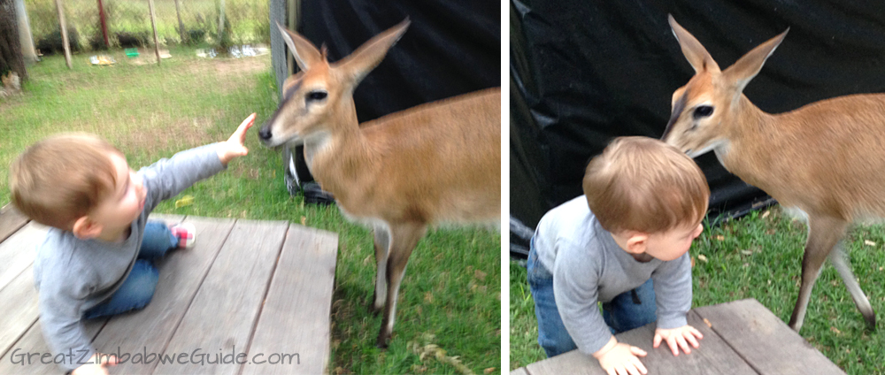 Twala Trust Harare Zimbabwe Baby Duiker